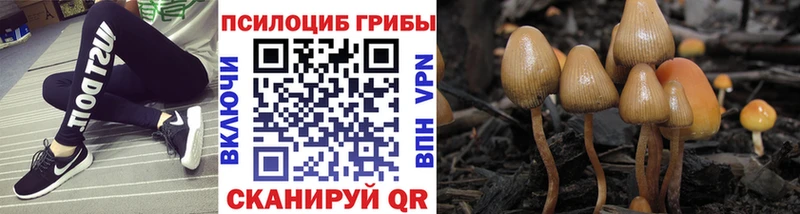 Псилоцибиновые грибы Psilocybine cubensis Одинцово